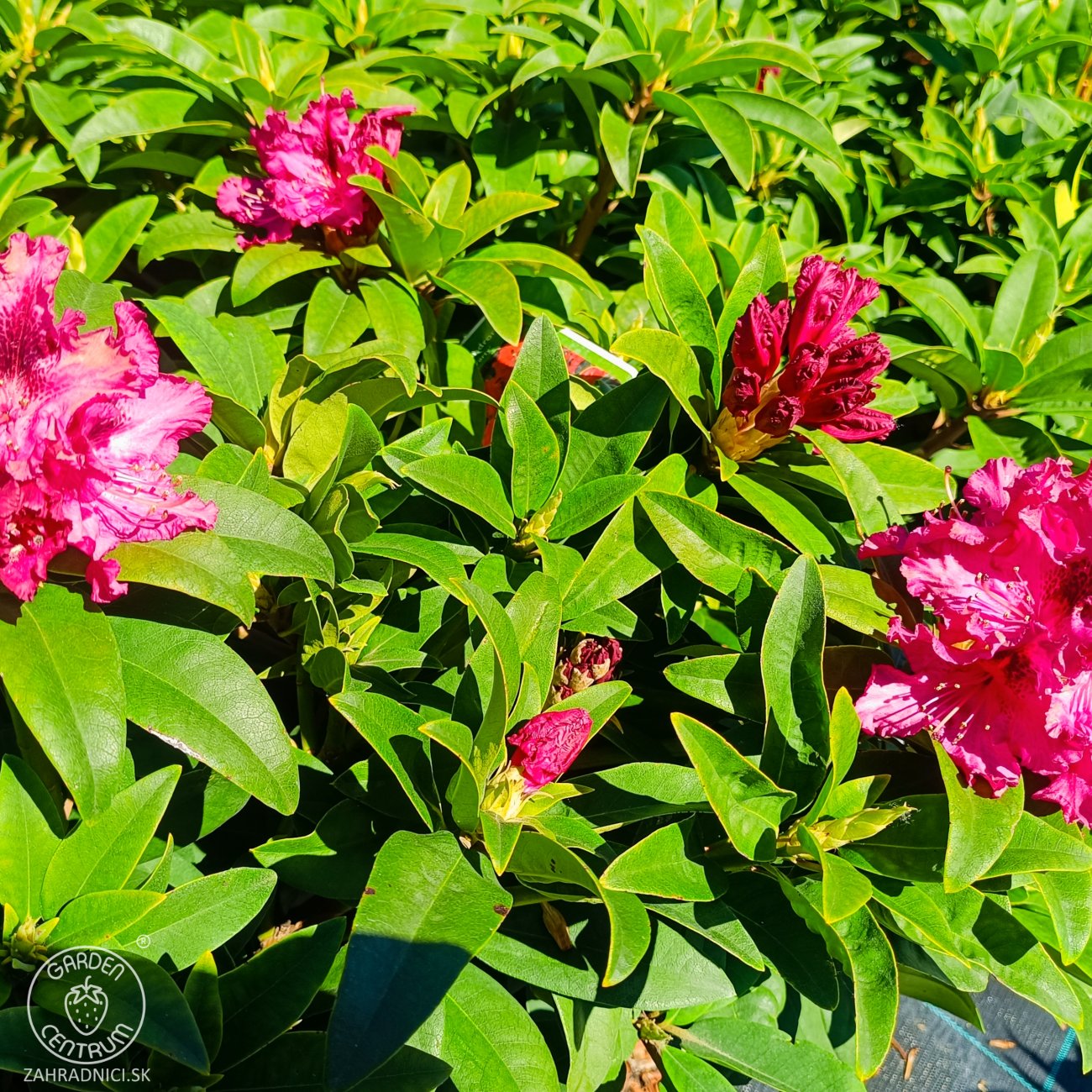 Obrázok Rododendron hybridný (Rhododendron hybridum) ´MARIE FORTE´ - výška 30-40 cm, kont. C4L
